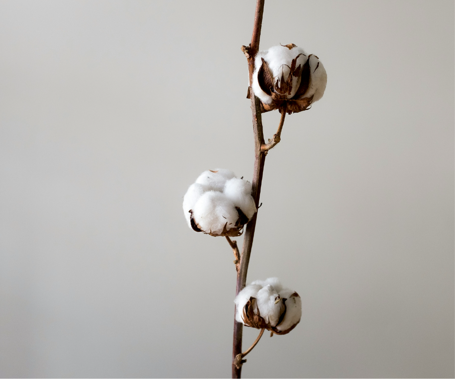 ผ้า Cotton ทำมาจากอะไร เจาะลึกจุดกำเนิดผ้า Cotton