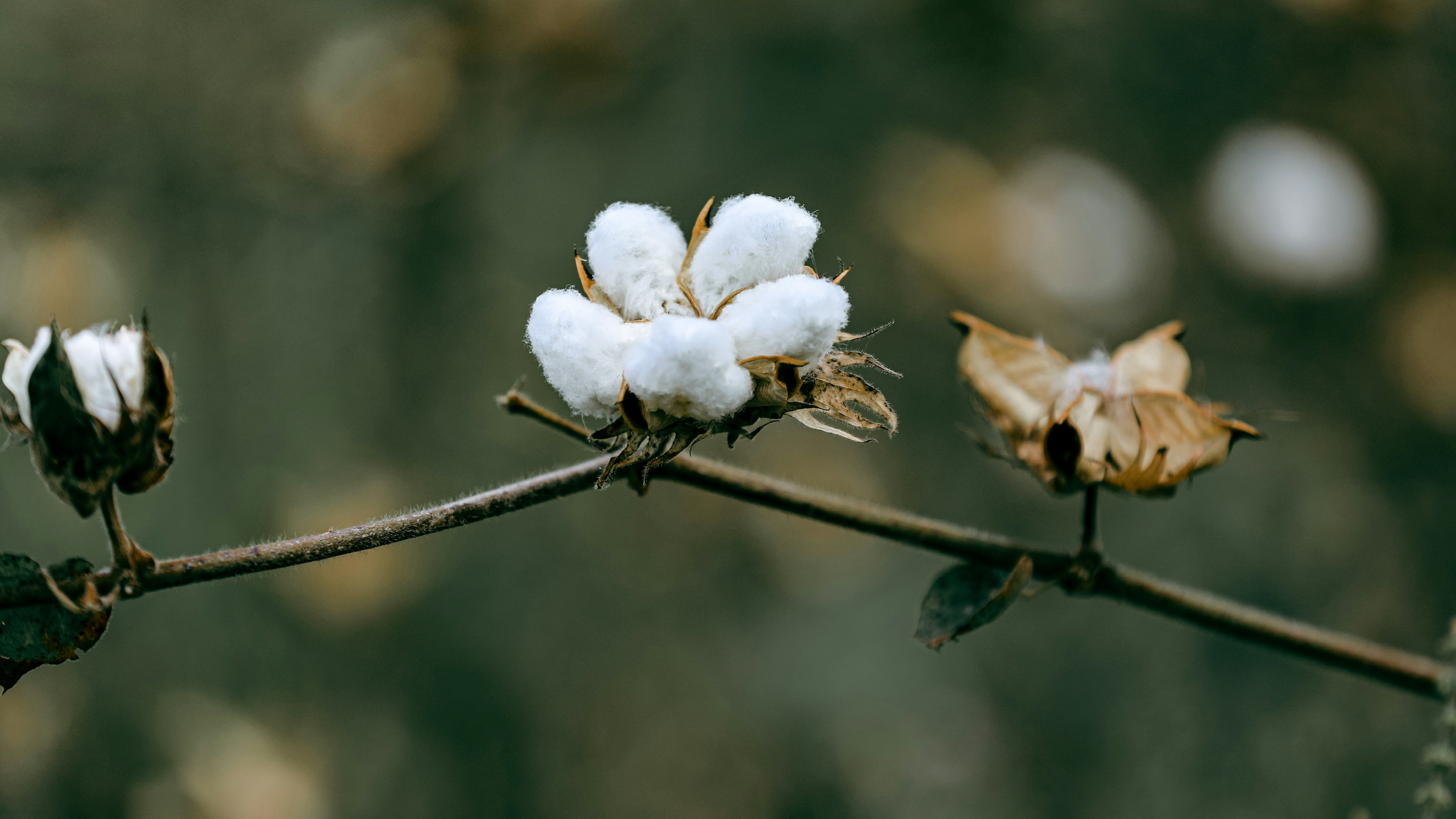 ผ้า Cotton ทำมาจากอะไร เจาะลึกจุดกำเนิดผ้า Cotton